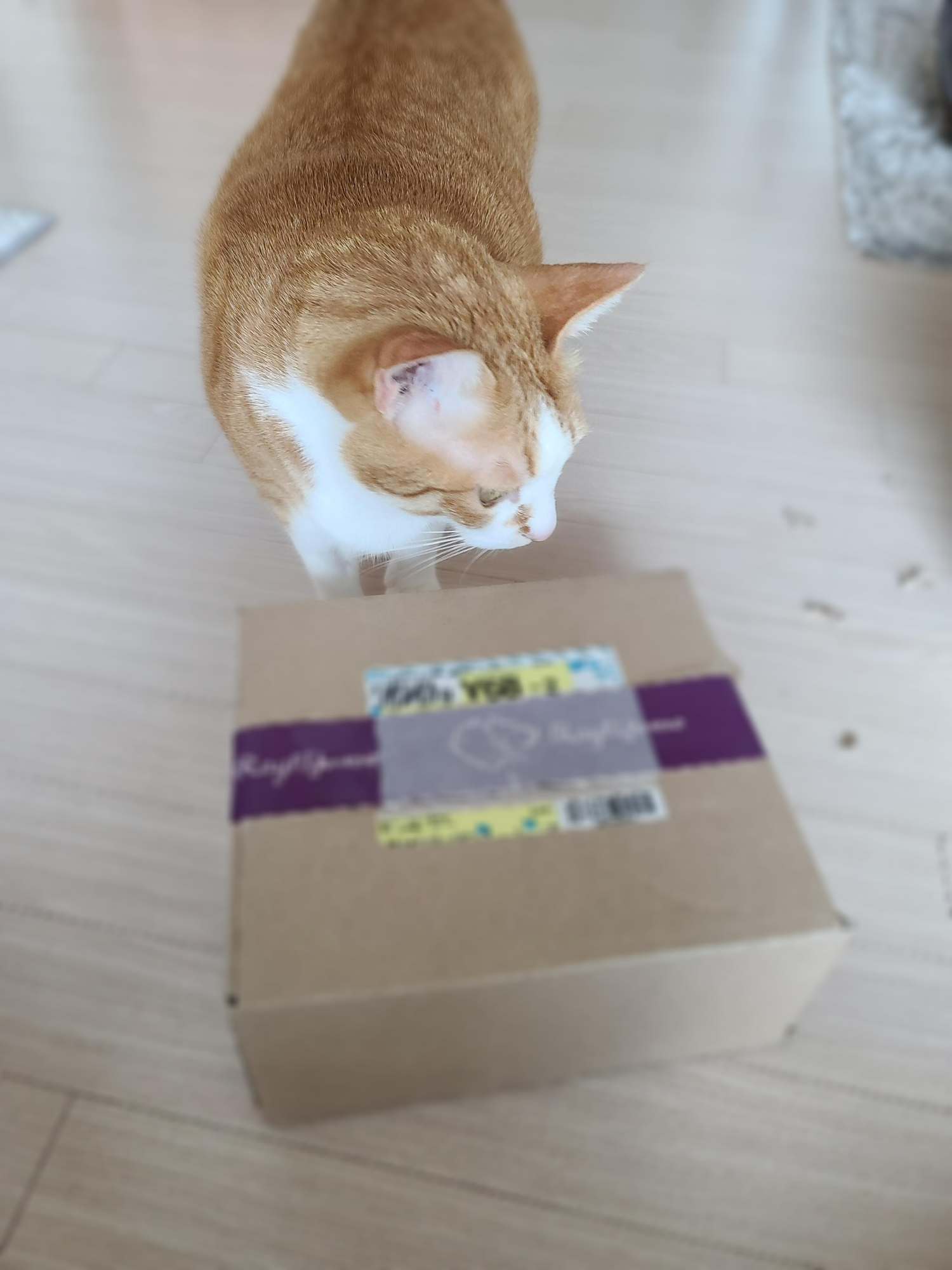 고양이 오메가3. 기다리고 기다리던 오메가3가 왔다. 그리고 고양이들의 최애 장난감 신상 박스도 딸려왔다.