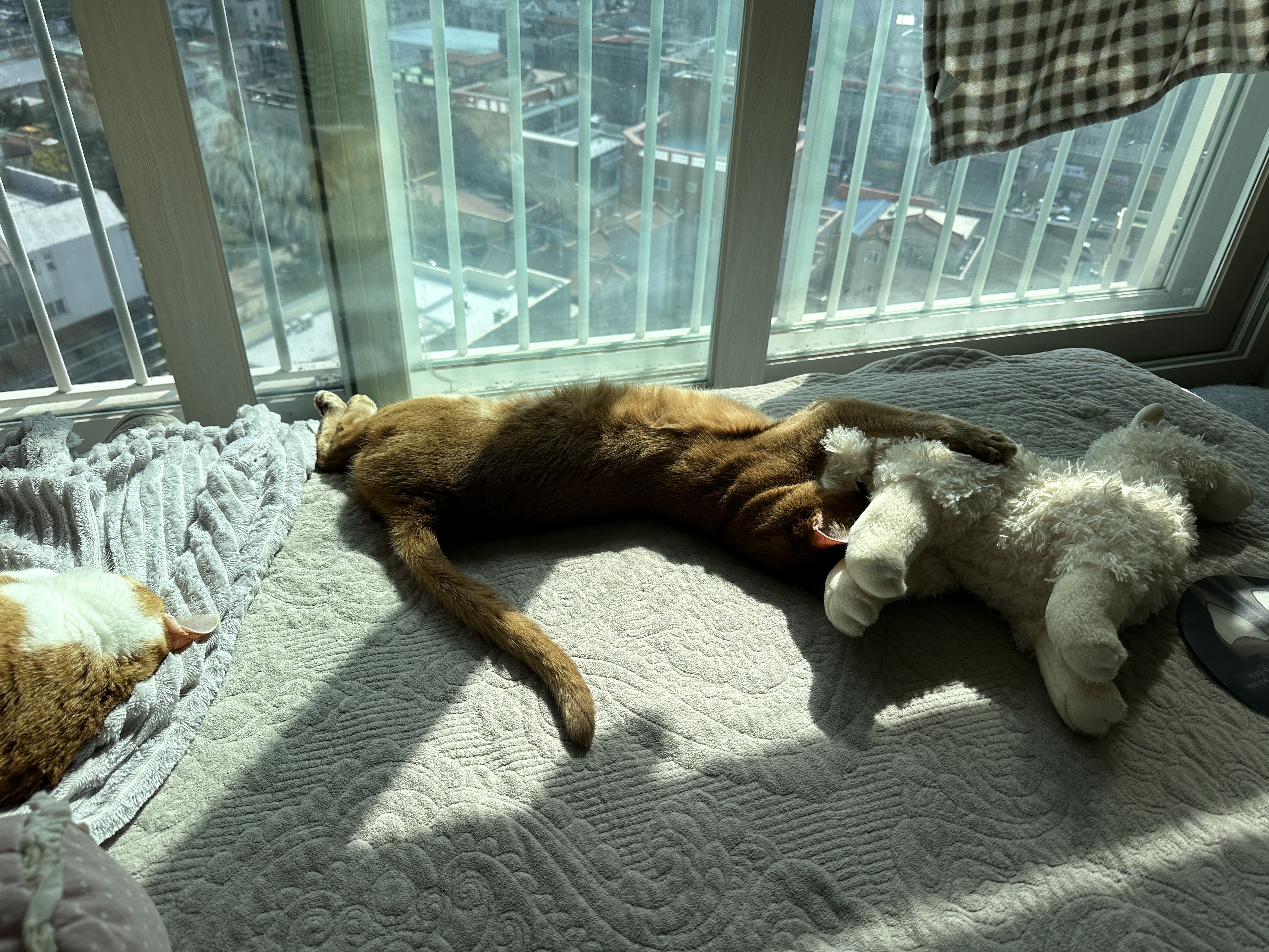 라마인형_똥꼬에_얼굴을_묻고_자고_있는_아비시니안_루나