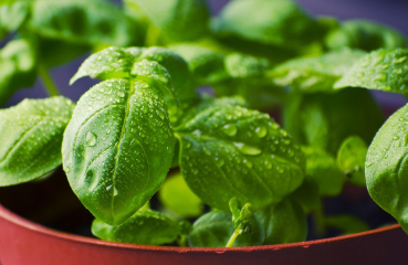 토마토 마리네이드