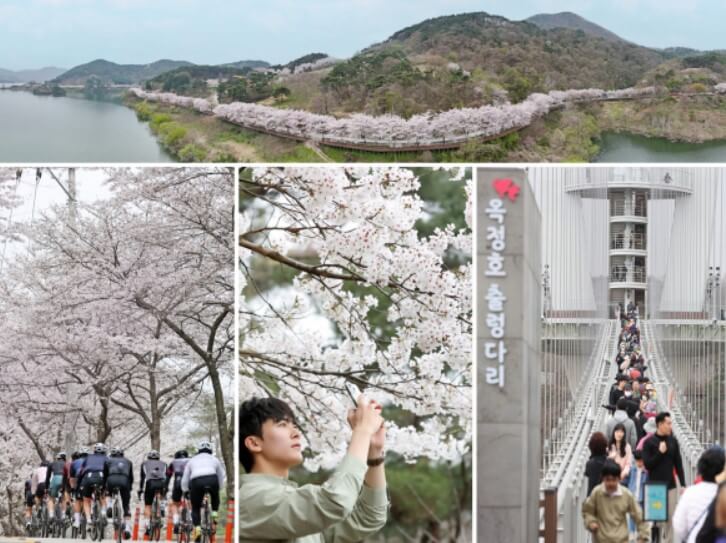 옥정호 벚꽃길