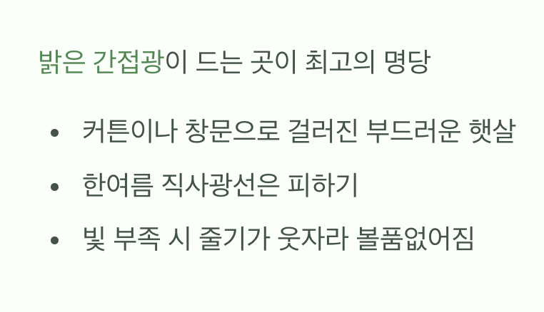 햇빛, 어디에 둬야 할까?