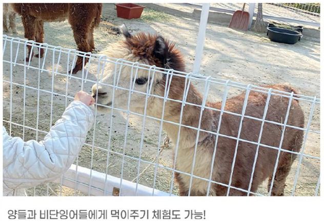 오천만송이 국화꽃향기 축제