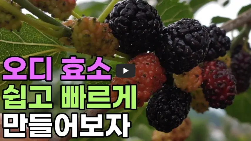 오디 효소 만드는법