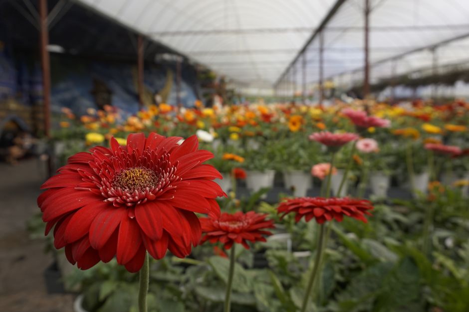 Close-up of a vibrant red flower in a colorful Malaysian greenhouse garden, highlighting floral beauty.