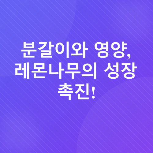 레몬나무 키우기_3
