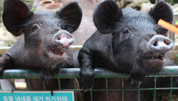 수국축제 행사 내용 관련 사진