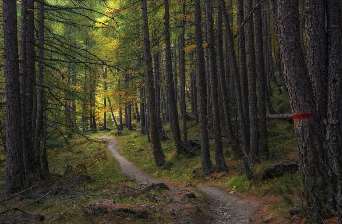 소나무숲길 관련 사진