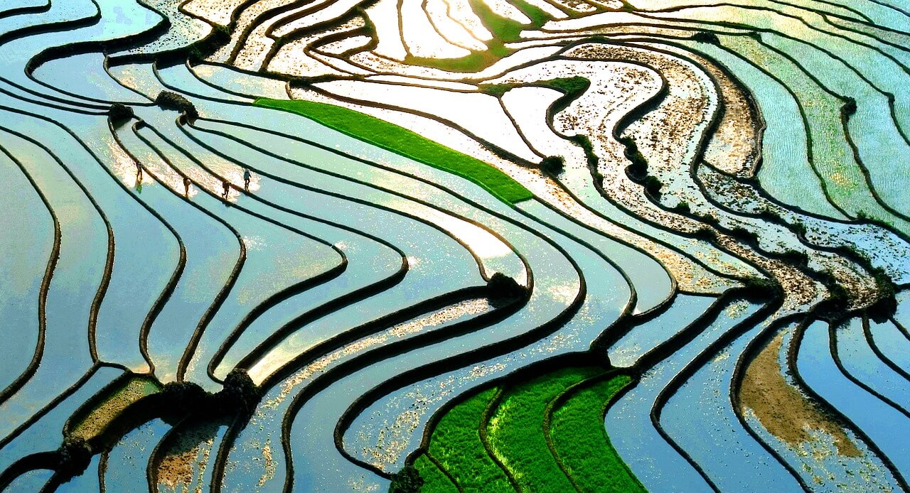 사파