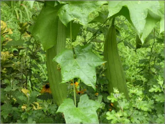 수세미 재배 덩굴 유인 통풍 관리 수확 건조_29