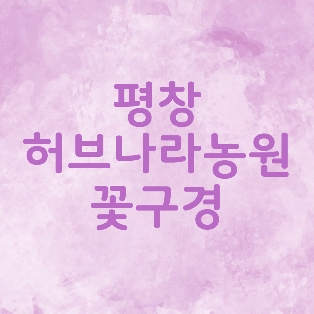 평창 허브나라농원 라벤더