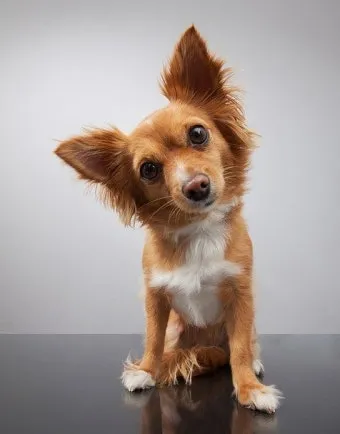 강아지 고개 갸우뚱 이유 의미 뜻_29