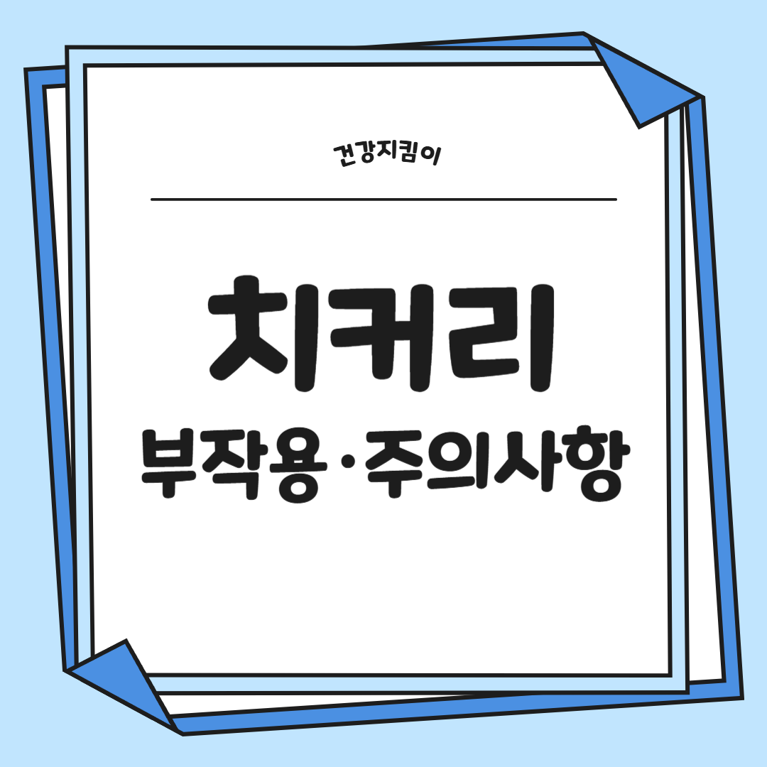 치커리 효능 부작용 뿌리 가루 고르는법 칼로리