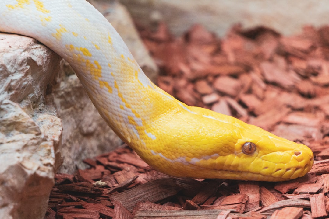 Serpent
