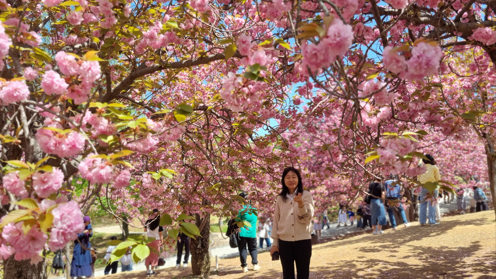 불국사 겹벚꽃11