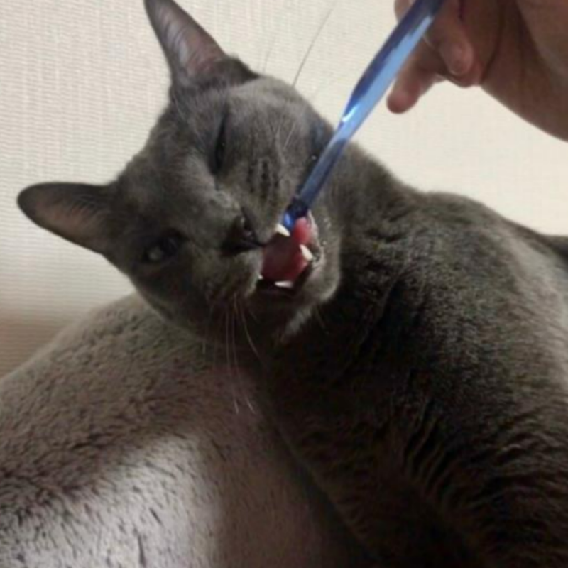 고양이 양치질 치아관리3