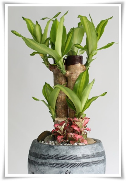 &quot;행운목&quot; 행운을 불러오며 실내 정원을 아름답게 가꾸는 초록의 친구!