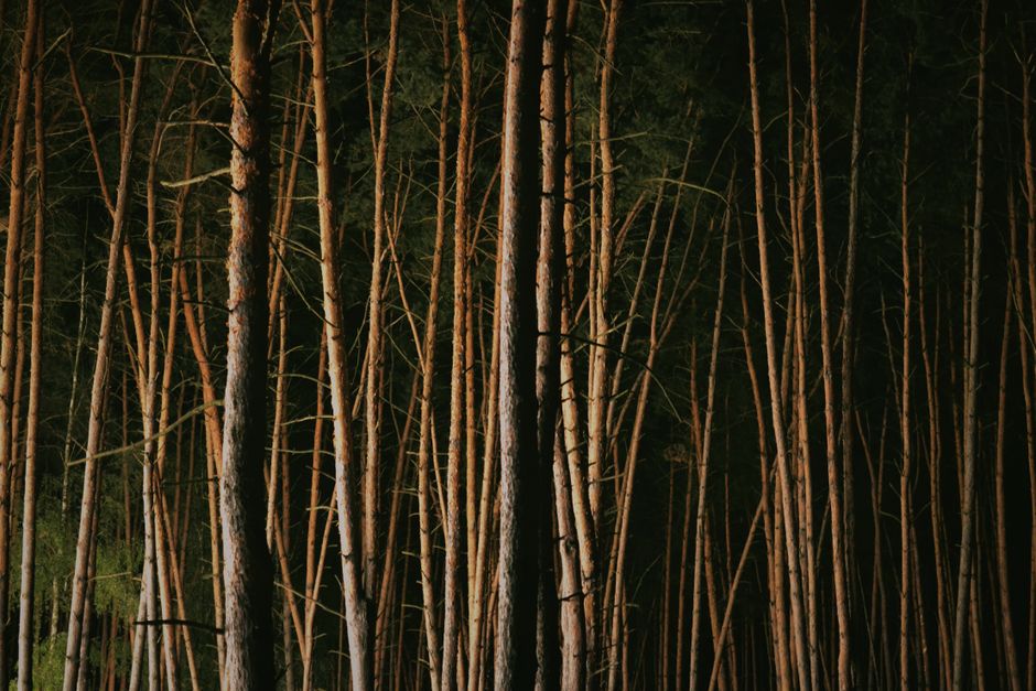 Explore the mystical beauty of a dense forest captured at night with tall, serene trees standing in stillness.
