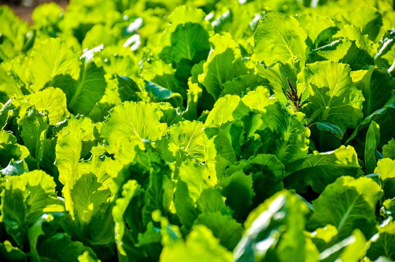 상추 모종 심는 시기