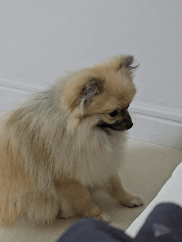 앞발을 두드리며 요구하는 강아지