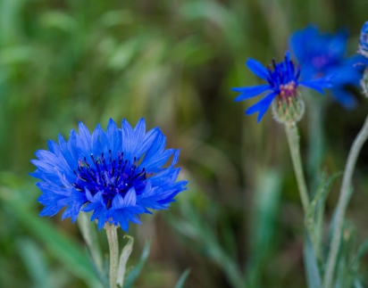 가을에 피는 꽃 수레국화
