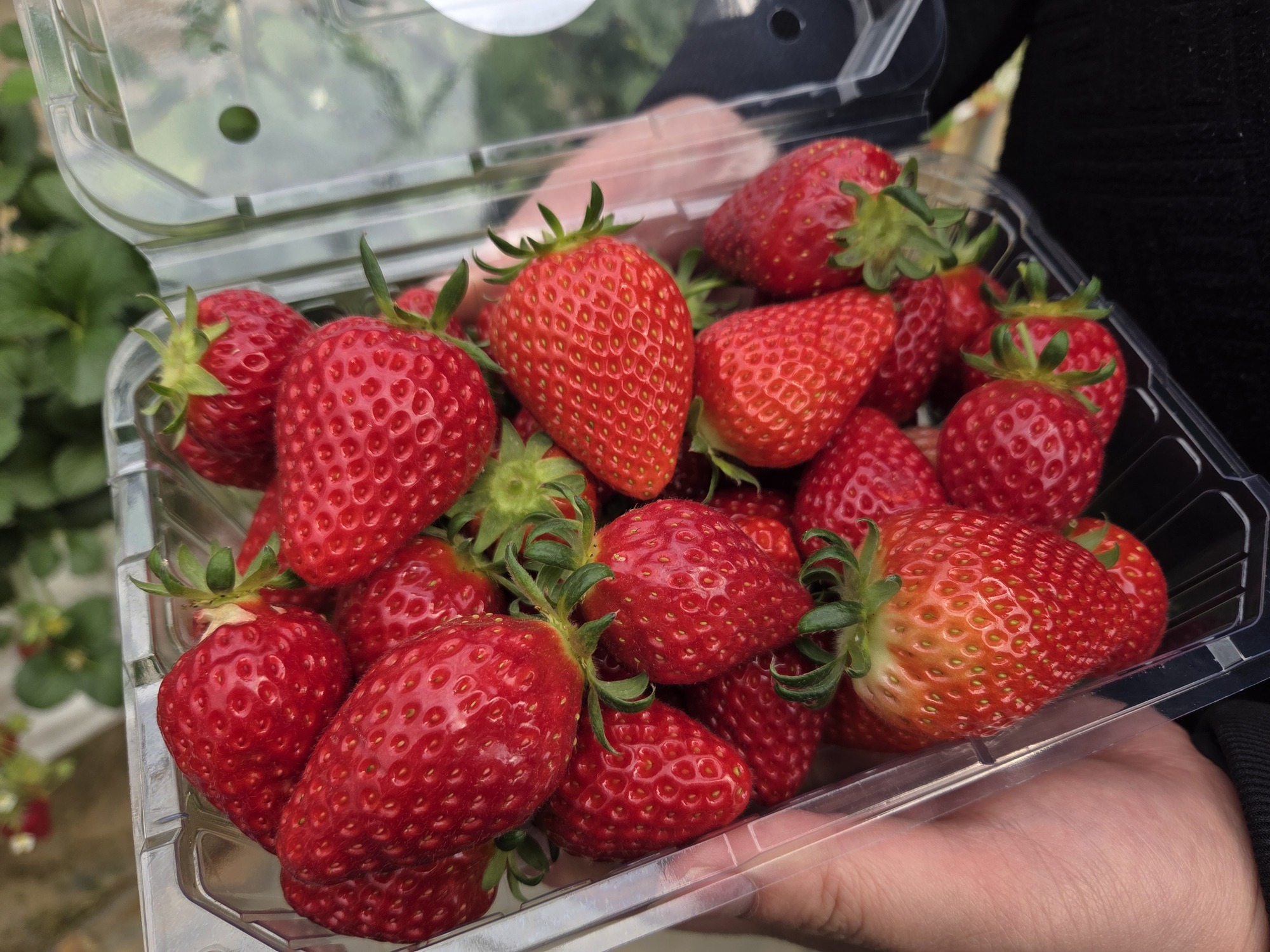 율봄농장 딸기체험