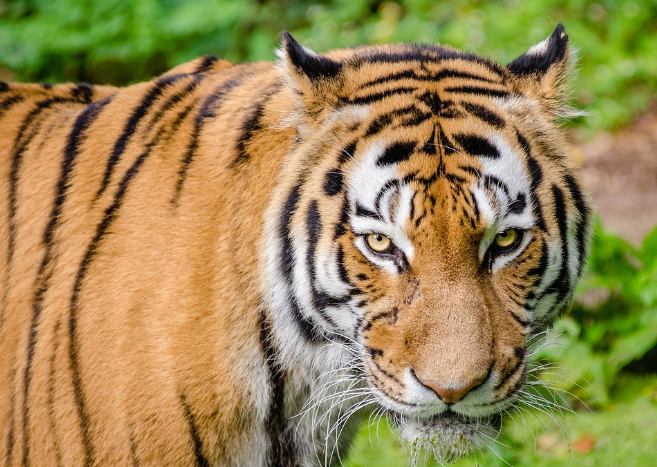 23년 호랑이띠 운세