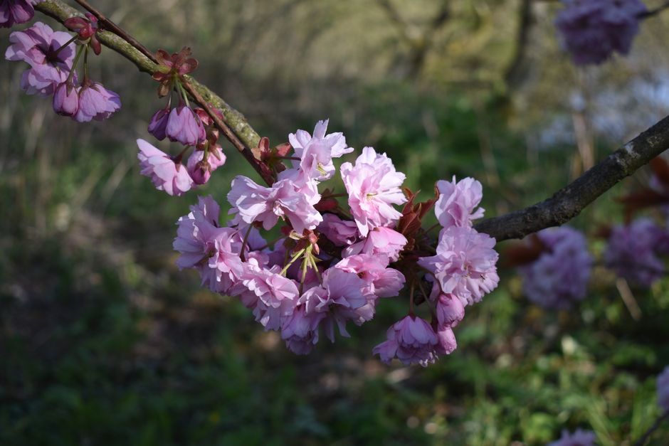 Beautiful close-up of pink cherry blossoms in spring sunlight, capturing their delicate petals.