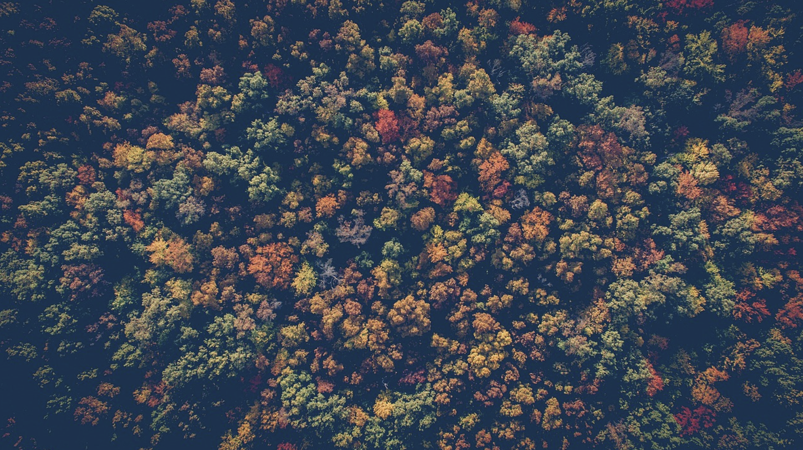 장태산 자연휴양림 단풍시기