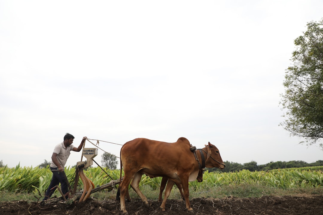 Farmers