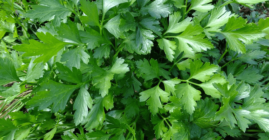 파슬리 효능 - 5