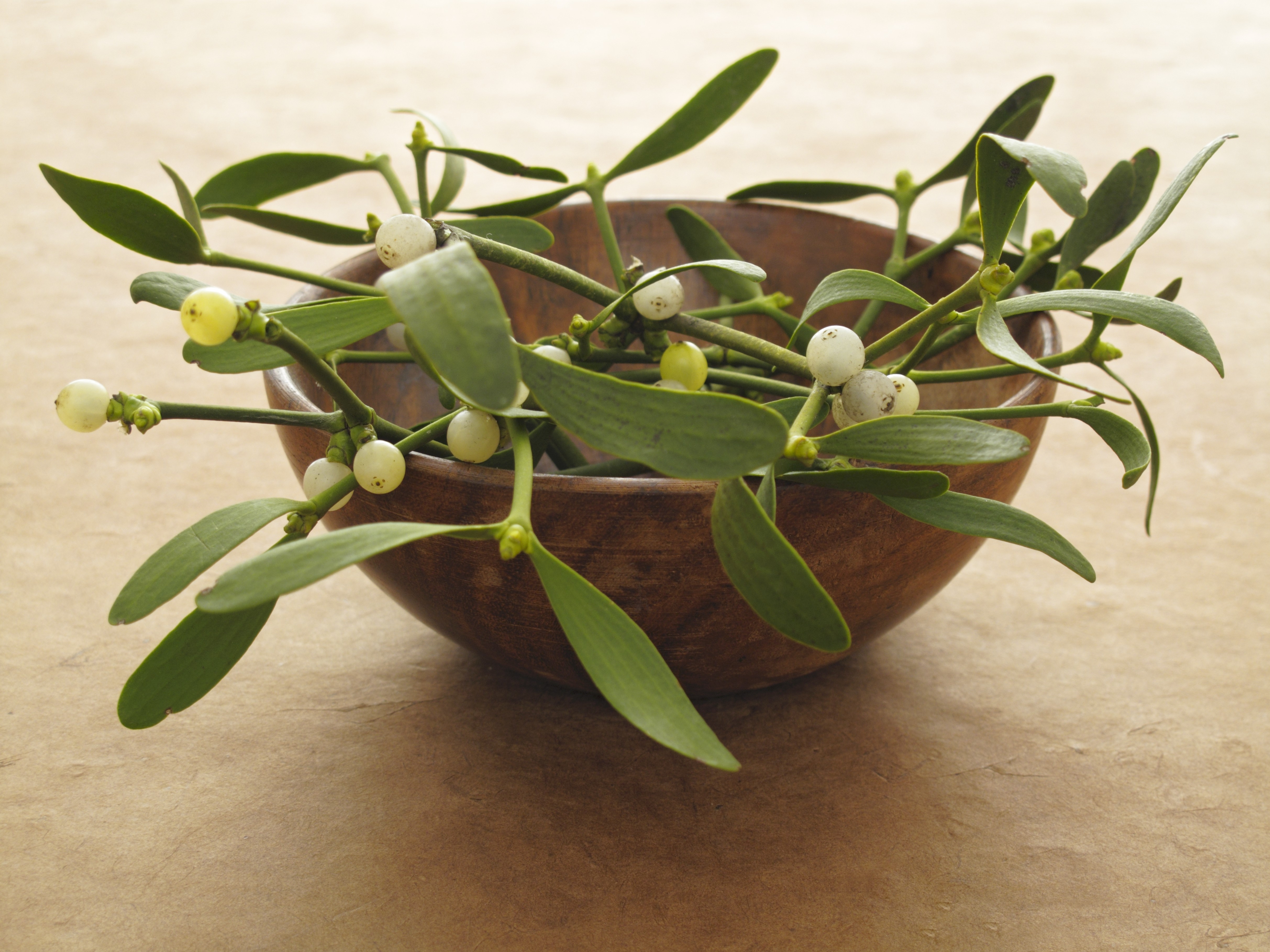 겨우살이의 항암 효과 (성분, 임상 연구, 주의점)