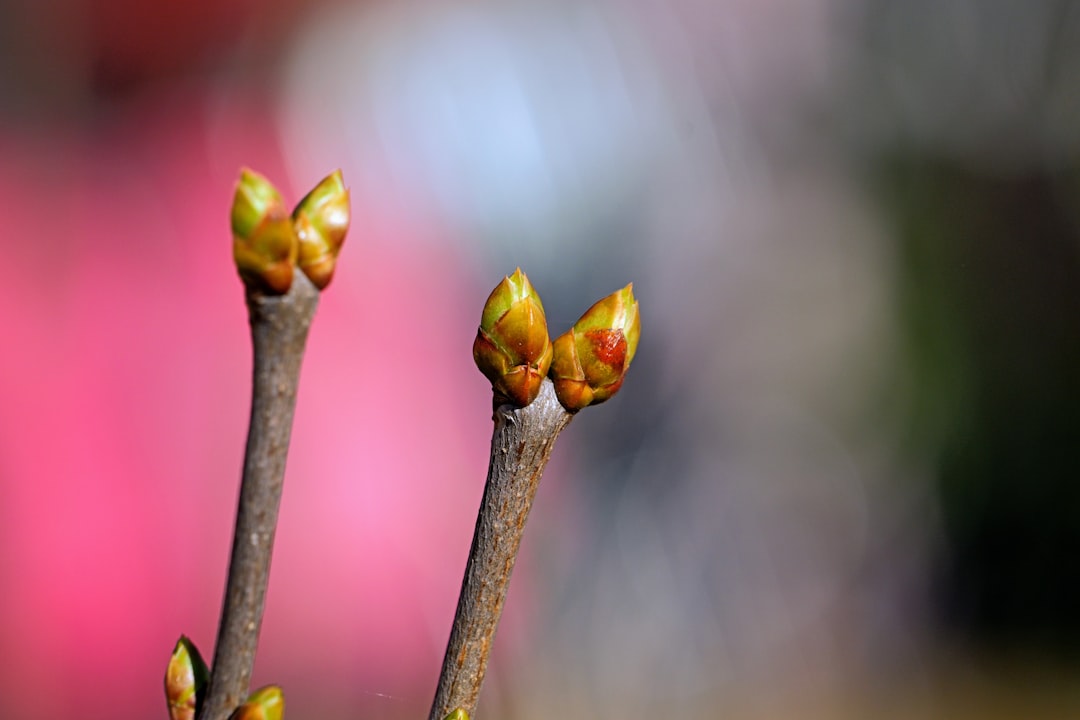 renewal