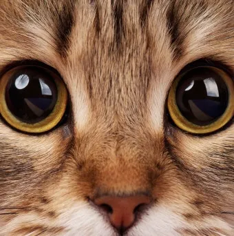 고양이 안약 넣기, 넣는 방법, 결막염 안약, 허피스 안약_29