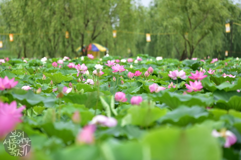 부여서동연꽃축제