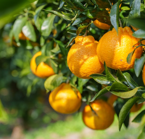 제주 한라봉 맛집