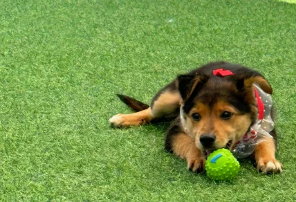 서울 반려견 유치원