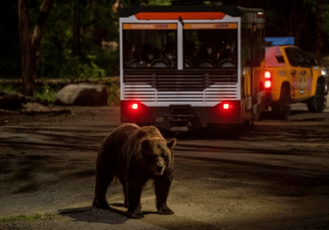 나이트사파리 곰이 활동하는 사진