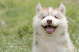 출처 구글 이미지 강아지사진