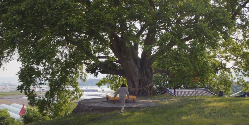 드라마 이상한 변호사 우영우 촬영지 - 팽나무 천연기념물