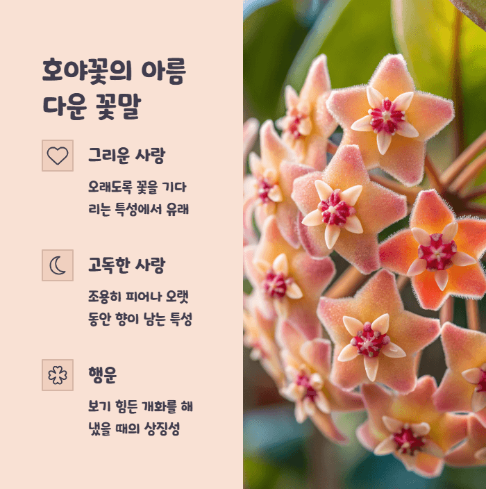 호야꽃