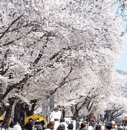 2026 전국 벚꽃 축제 일정 및 명소 TOP 7