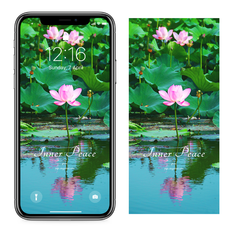 01 수면 위의 연꽃 C - Inner Peace 연꽃배경화면