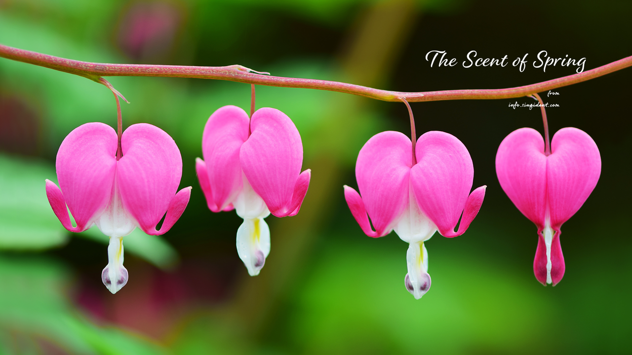 03 금낭화 클로즈업 C - The Scent of Spring 꽃배경화면