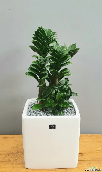 보석금전수 물주기 키우기 잎꽂이 꽃 노란잎 관리 재물운_5