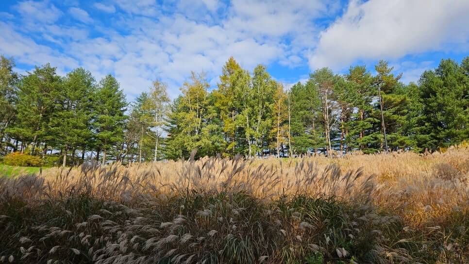 골프장 경험담 모나용평cc 해발 780m 청정 지역의 골프장 용평 리조트