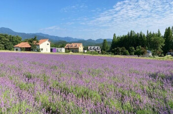 고성 라벤더 축제5