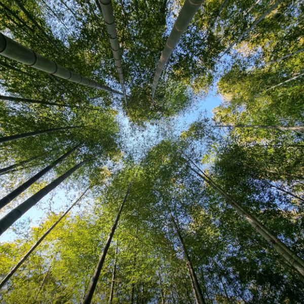 거제맹종죽테마파크