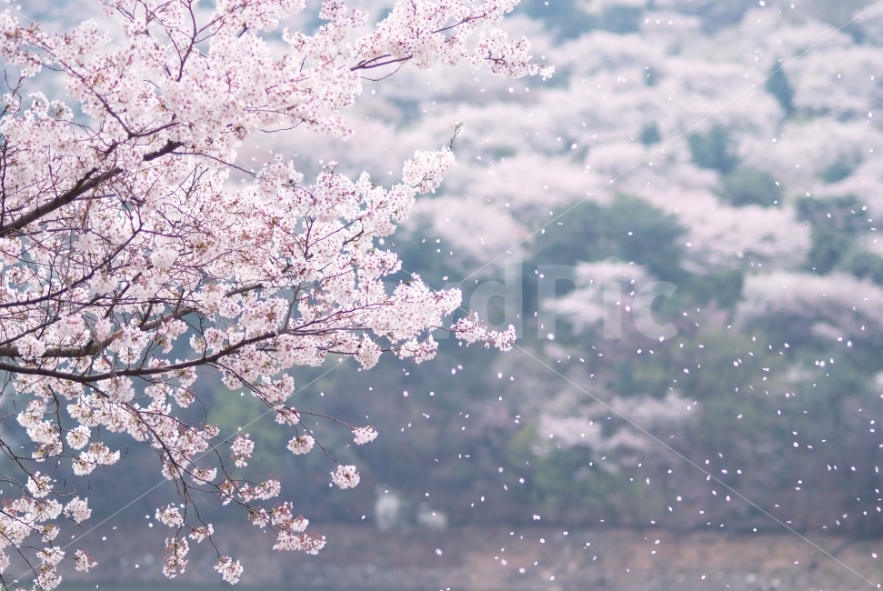 벛꽃 이미지