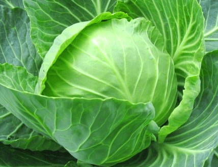 둥근 공처럼 생긴 녹색의 양배추 한덩이가 있다. 안에 잎은 잘 포개졌고, 겉에 잎은 사방으로 활짝 펼쳐졌다.