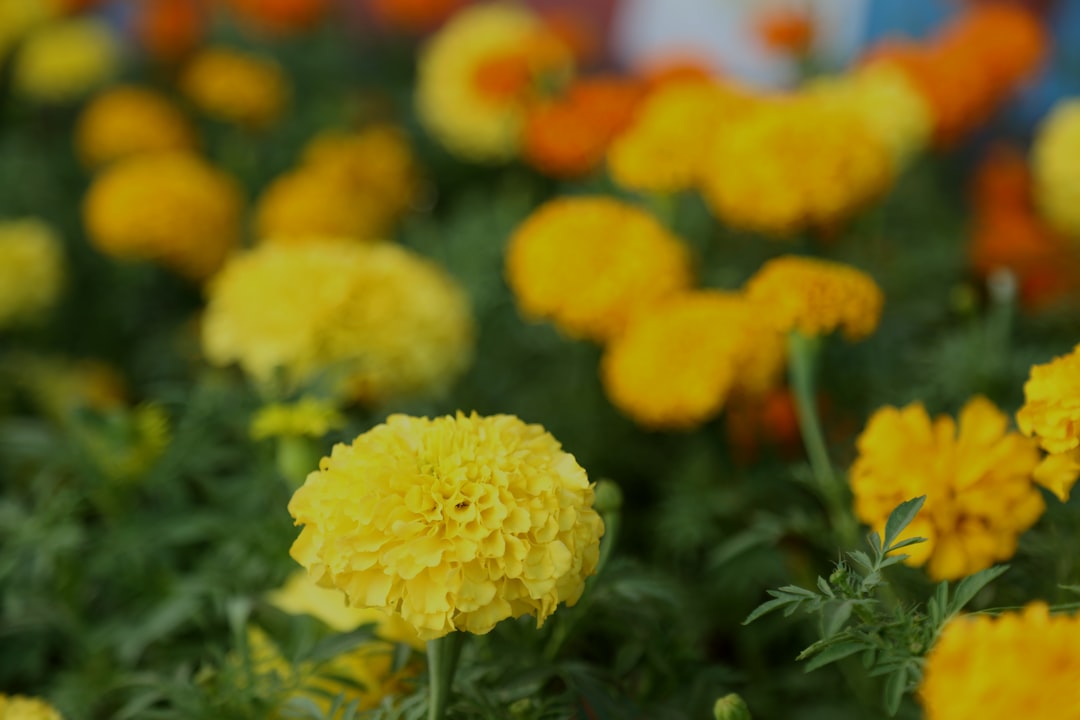 Marigold